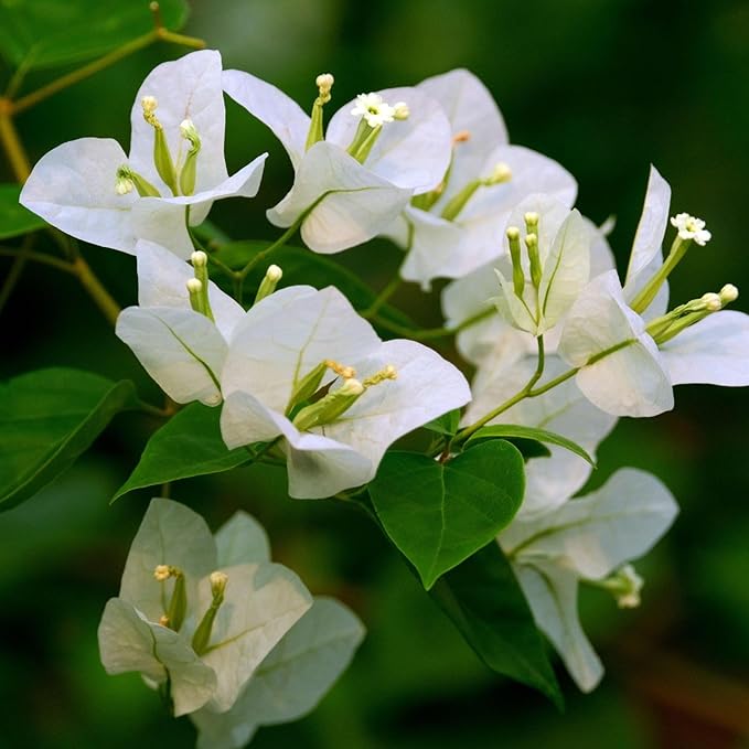 Mixed Colors Bougainvillea Seeds