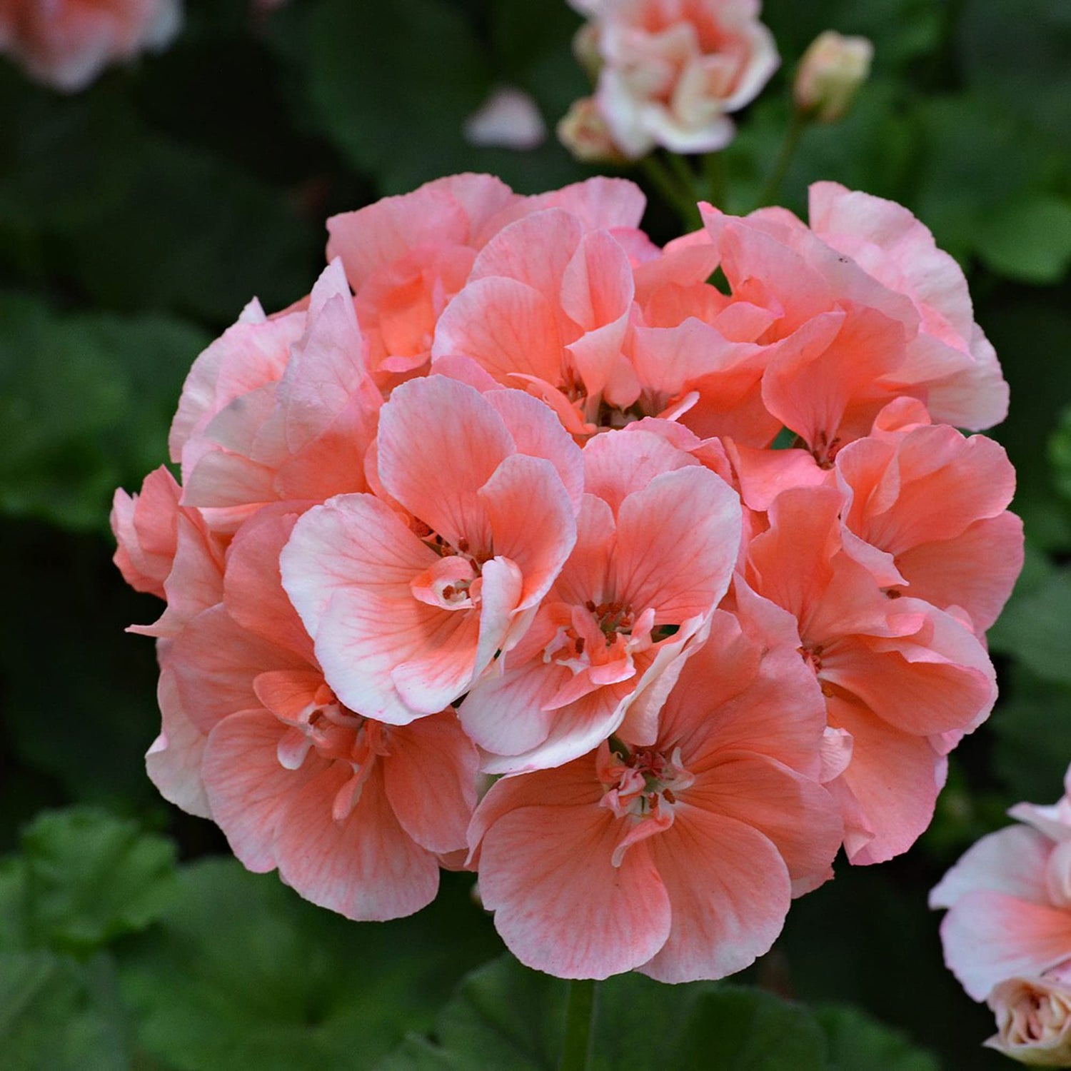 Saturn deep salmon geranium Pelargonium × hortorum flower seeds for planting in indoor pots