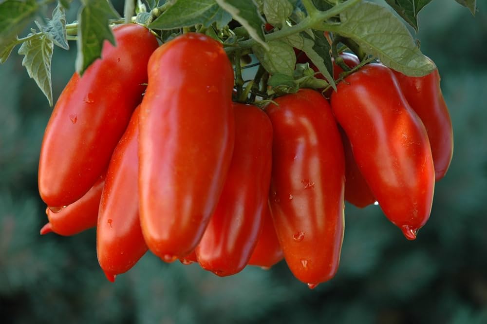 Organic Heirloom San Marzano Tomato Seeds Pieces