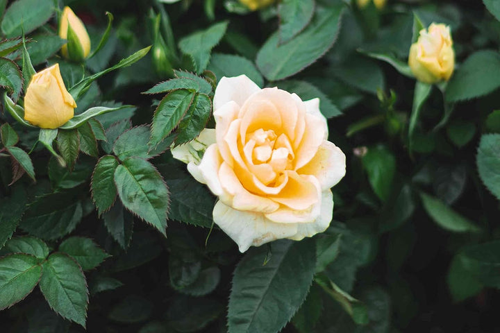 Miniature Rose Heirloom Non-GMO Seeds for Planting
