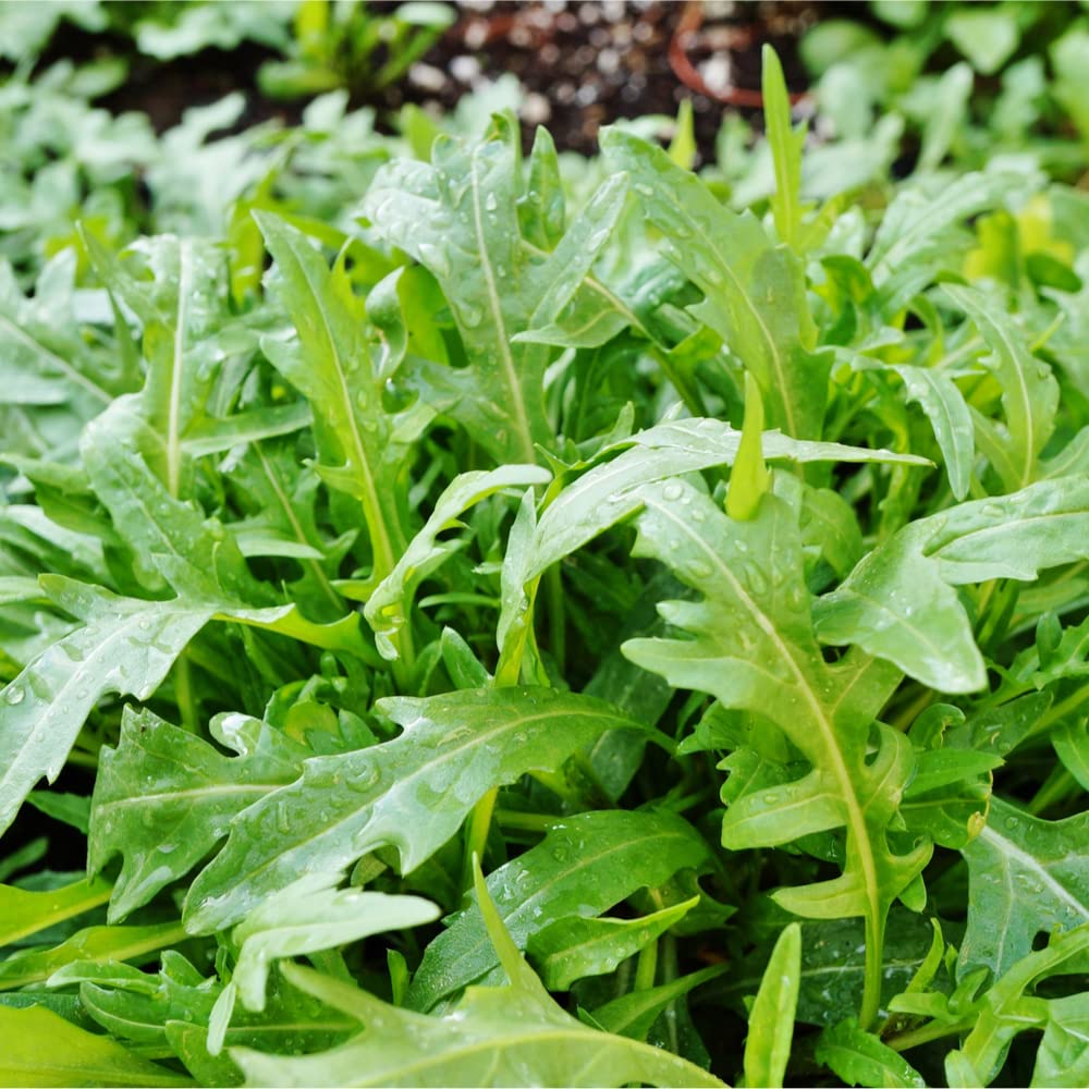 Arugula Standard Organic Salad Arugula Seed