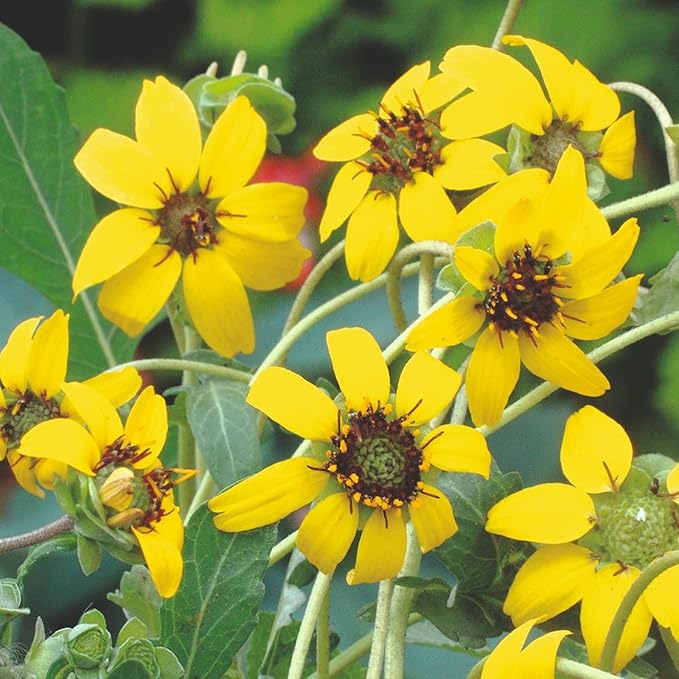 Chocolate Daisy Perennial Seeds