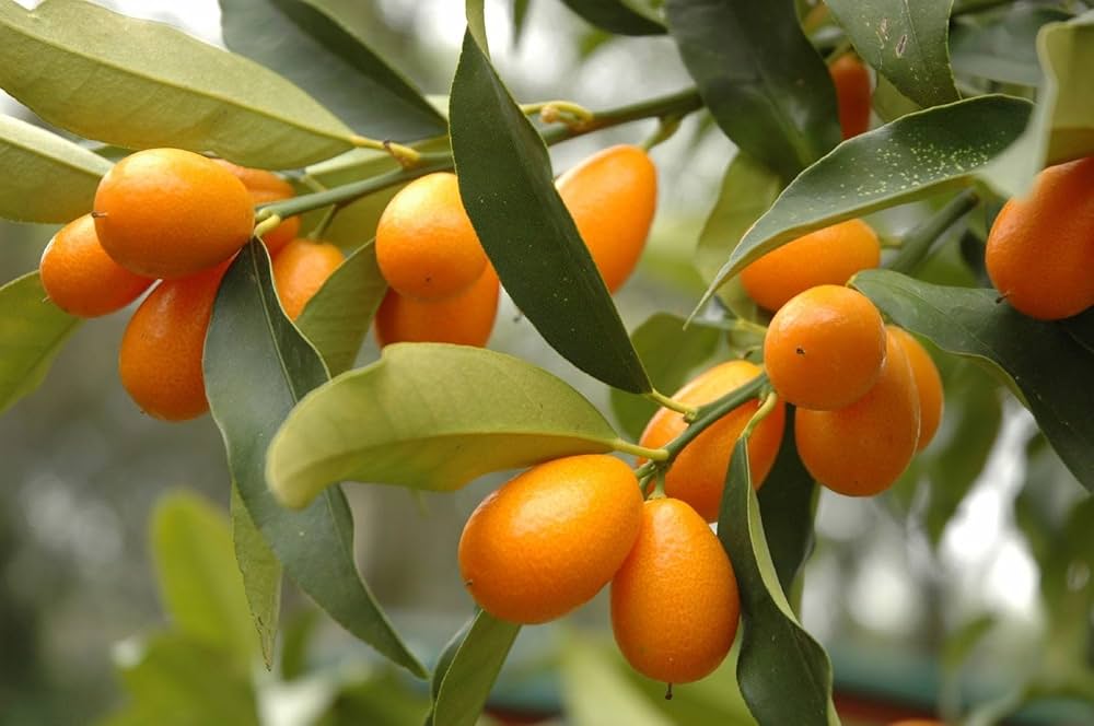 Kumquat Orange Fruit Seeds for Planting for Home Orchard and Patio Gardens