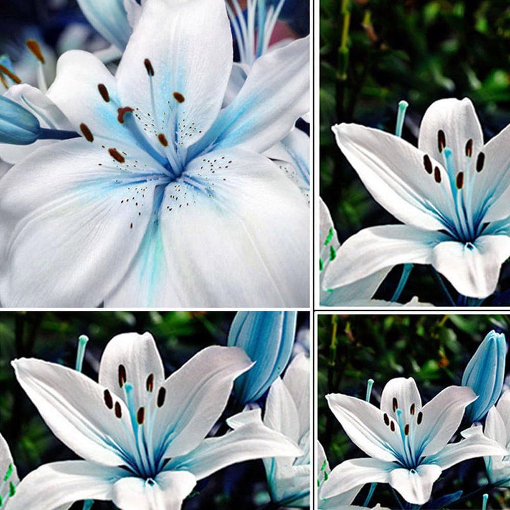 Blue Rare Lily Seeds for Yard Gardening