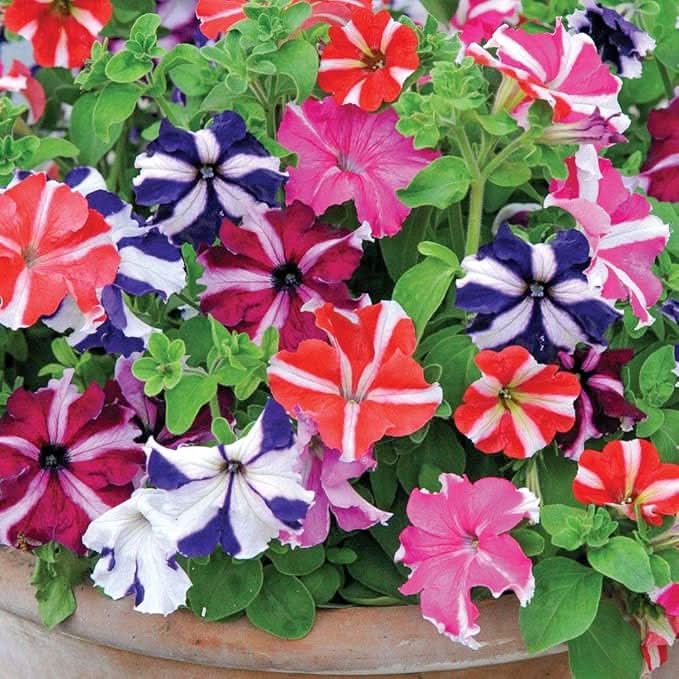 Star Mix Petunia Mixed Colors Garden Flower Seeds