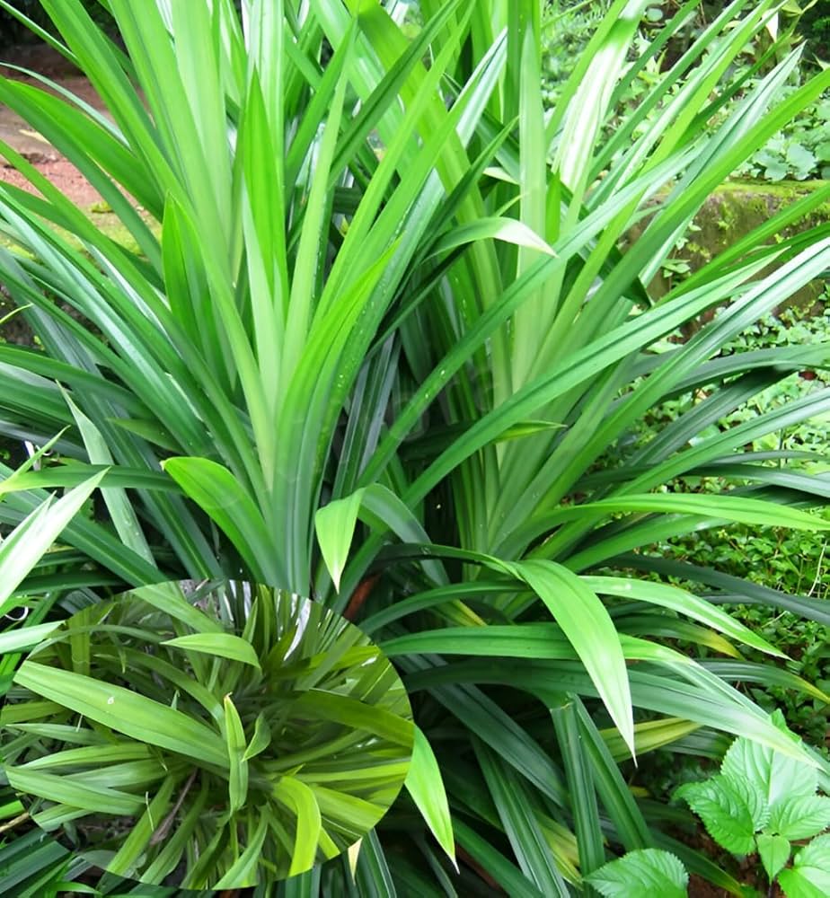 Pandan Seeds for Planting,Tropical Gardens -Heirloom & Non-GMO Seeds – Fresh Herb for Your Garden