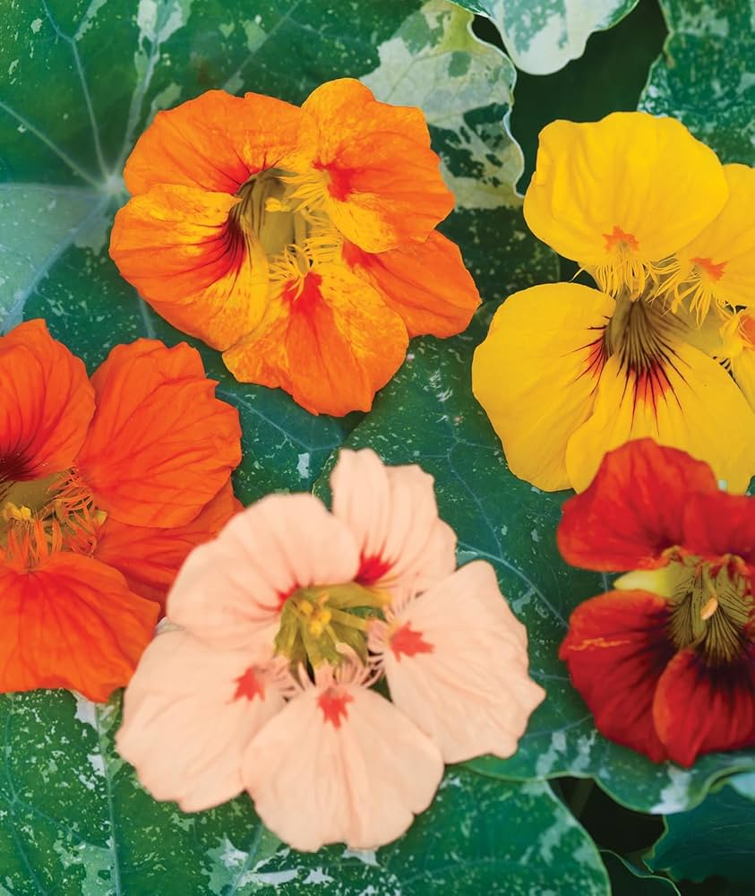 Nasturtium Tropaeolum Majus Alaska Mix Flower Seeds for Planting