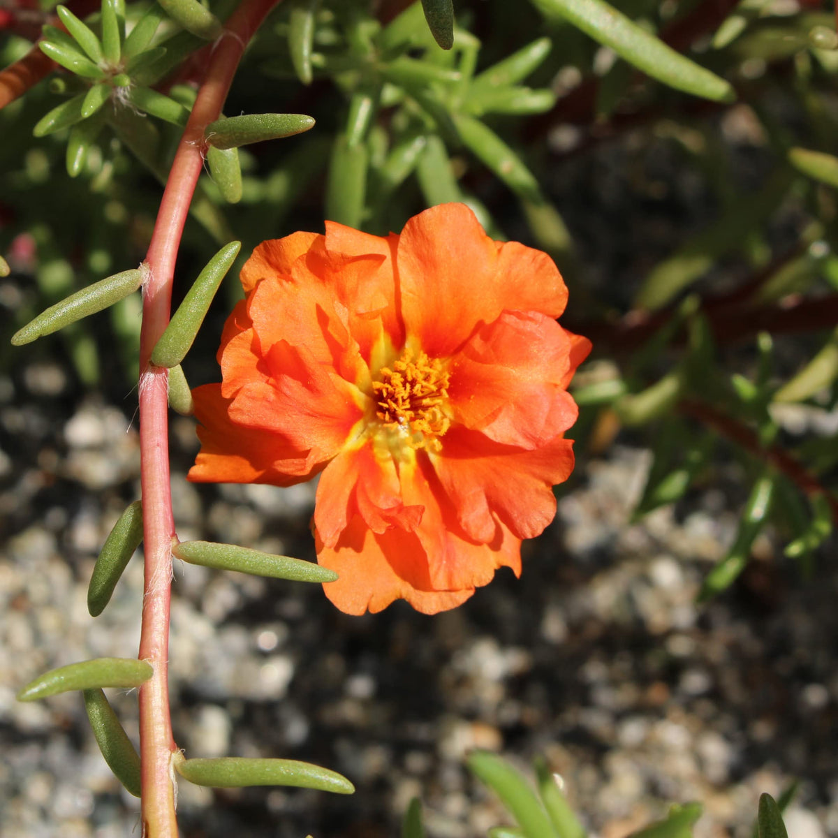 Portulaca Portulaca Grandiflora Orange Moss Rose Flower Seeds for Planting