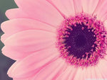 Baby Pink Sunflower Seeds for Planting – Rare, Beautiful Blooms for Your Garden Dhara Seeds
