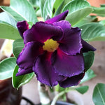 Heirloom Non-GMO Adenium Obesum Flower Seeds for planting in home garden