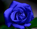 Blue rose flower seeds with free offer
