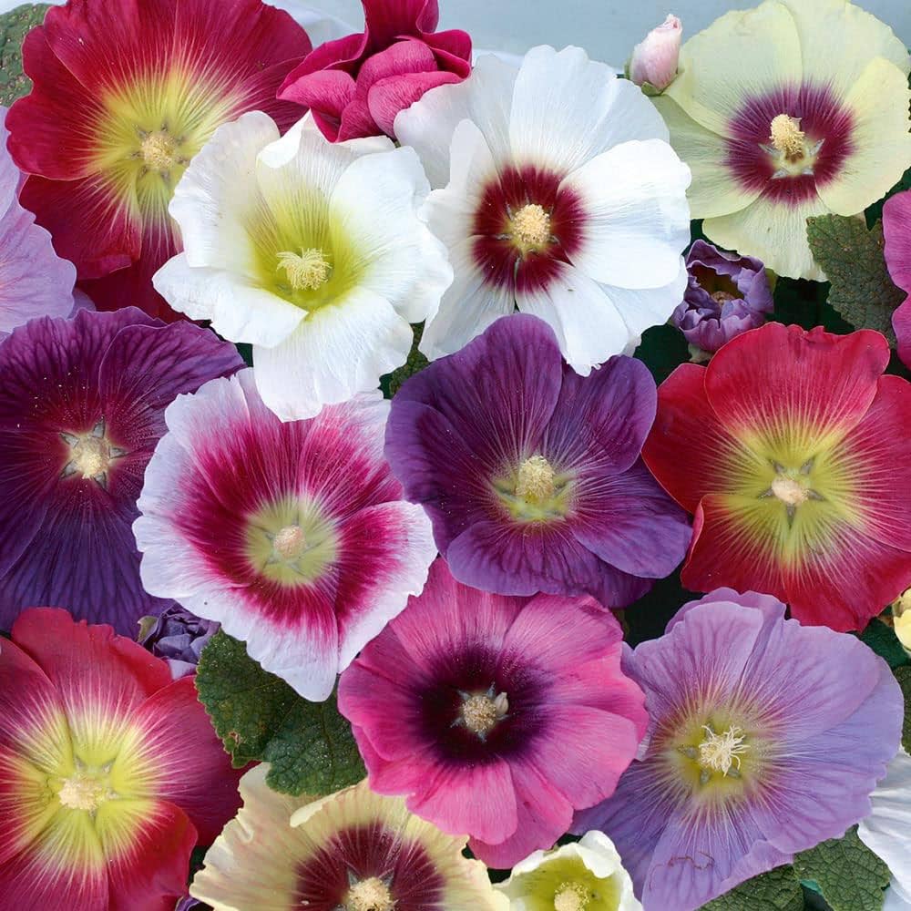 Alcea Rosea Veshennyaya Mix Hollyhock Flower Seeds for Planting – Home & Seasonal Gardens