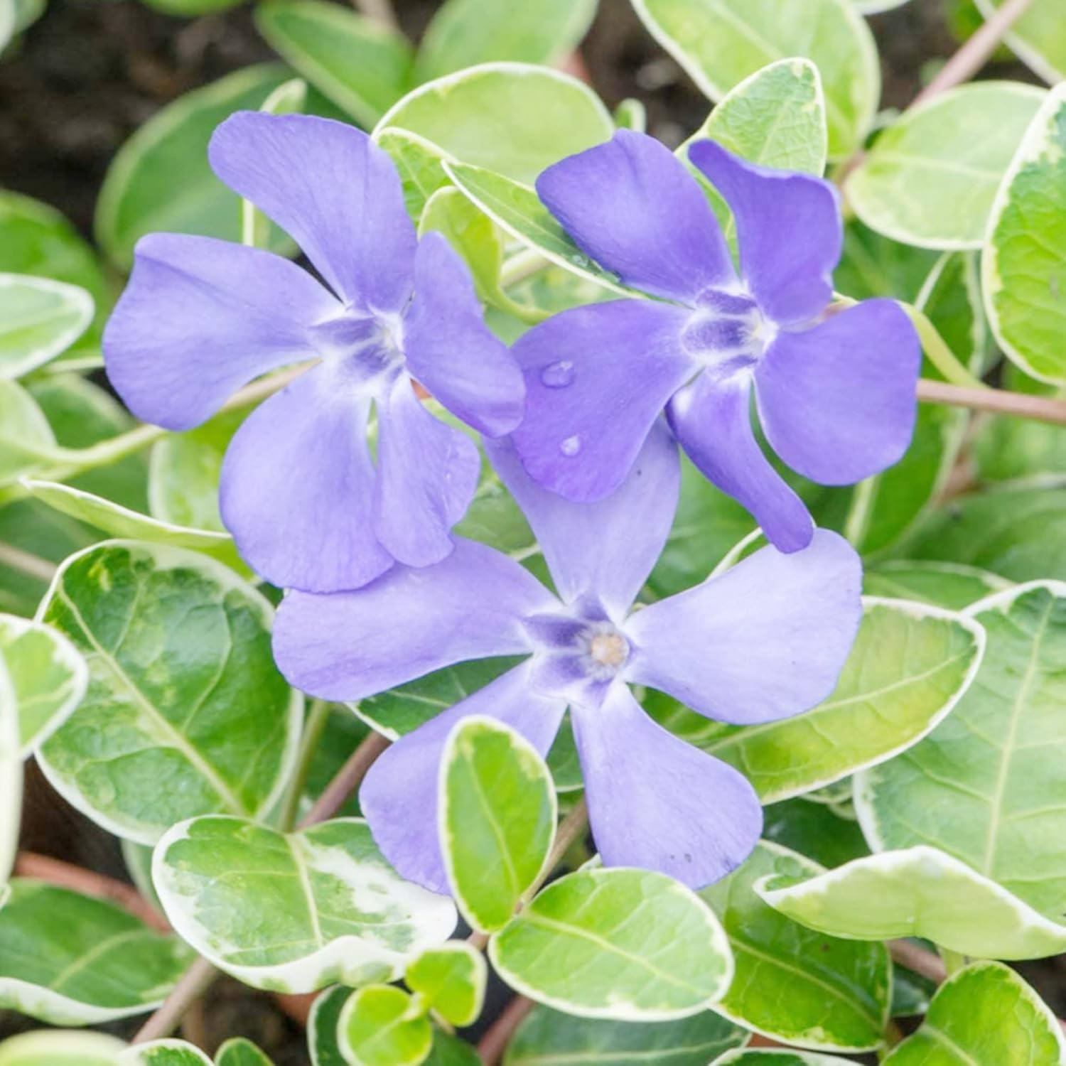 Periwinkle Seeds