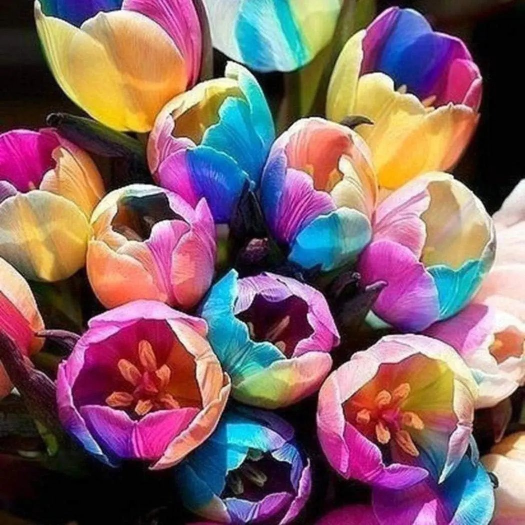 Futuba Rainbow Tulips Flower Seeds for Planting – Vibrant, Heirloom, Non-GMO Seeds for planting in home garden