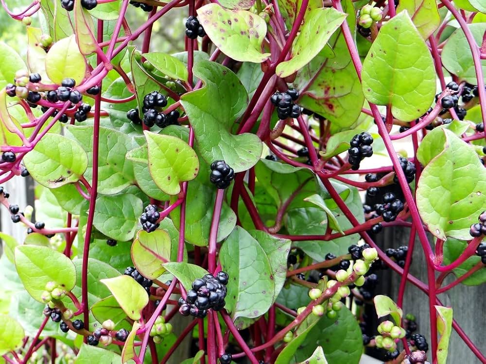 Giant Malabar Spinach Seeds