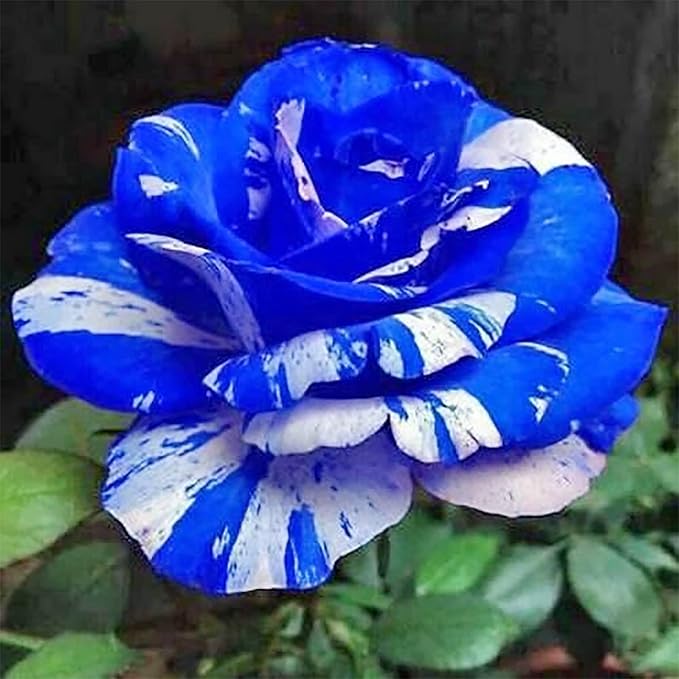 Rose Blue Dragon Flower Seeds for Planting in vertical garden or home flower beds
