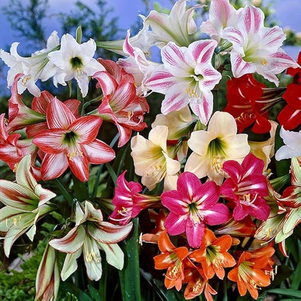 Amaryllis Amaryllis belladonna flowers for indoor pots or home garden