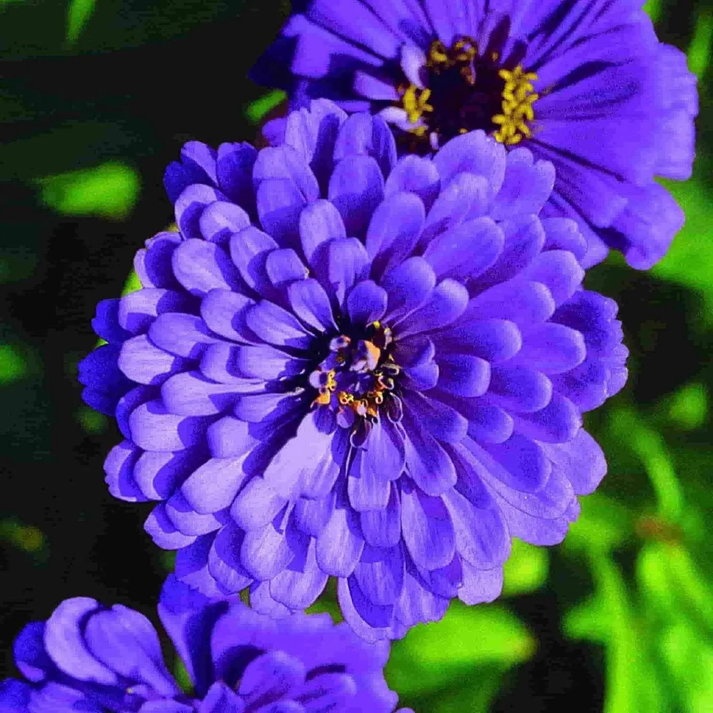 high-germination-non-gmo-blue-zinnia-seeds


