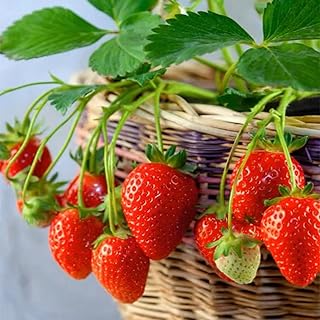 Organic Strawberry Seeds for Sweet, Juicy Berries