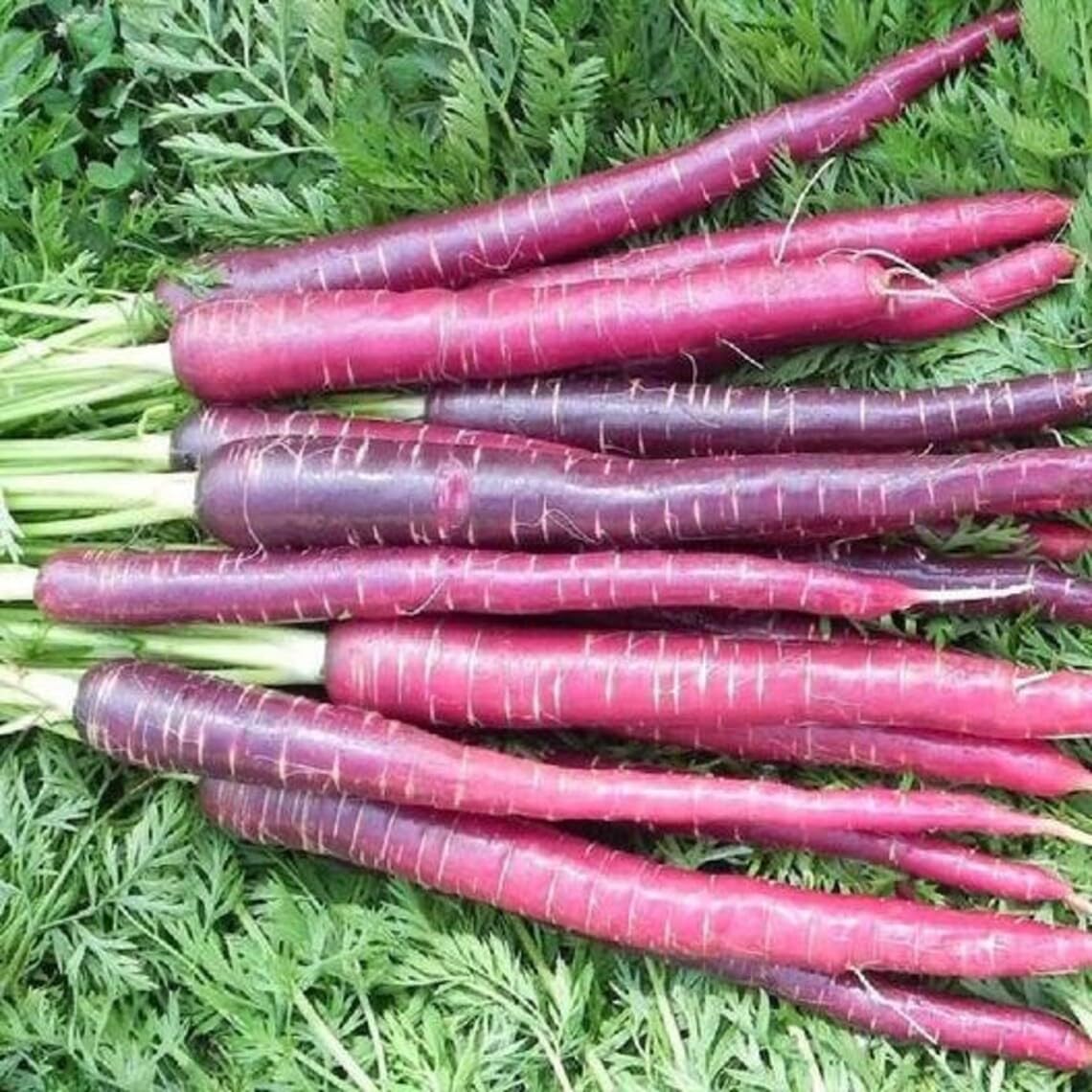 Carrot Daucus Carota Cosmic Purple Vegetable Seeds for Planting – Colorful Heirloom for Raised Beds and Kids Gardens