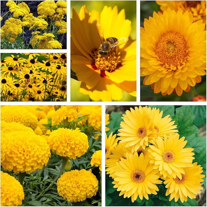 Mellow Yellow Flower Seed Mix