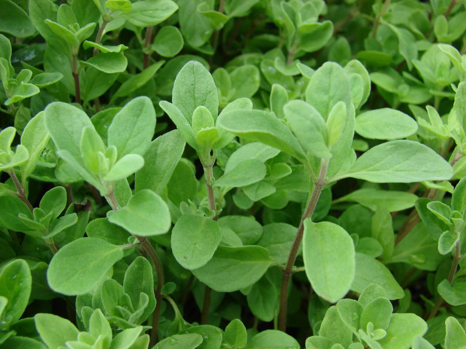 Sweet Marjoram Herb Seed