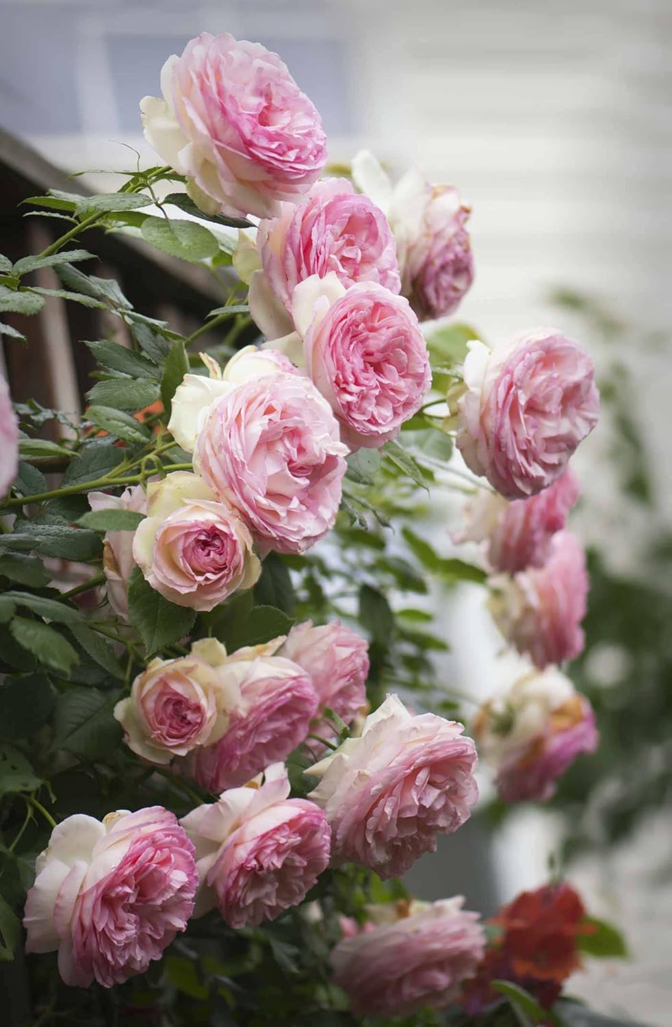 Pink (Pink scientific name) for planting in garden