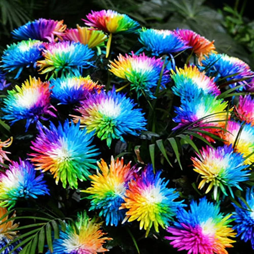 Rainbow Heuchera Fresh Seeds - New Arrival for Colorful Flora, Bee Gift