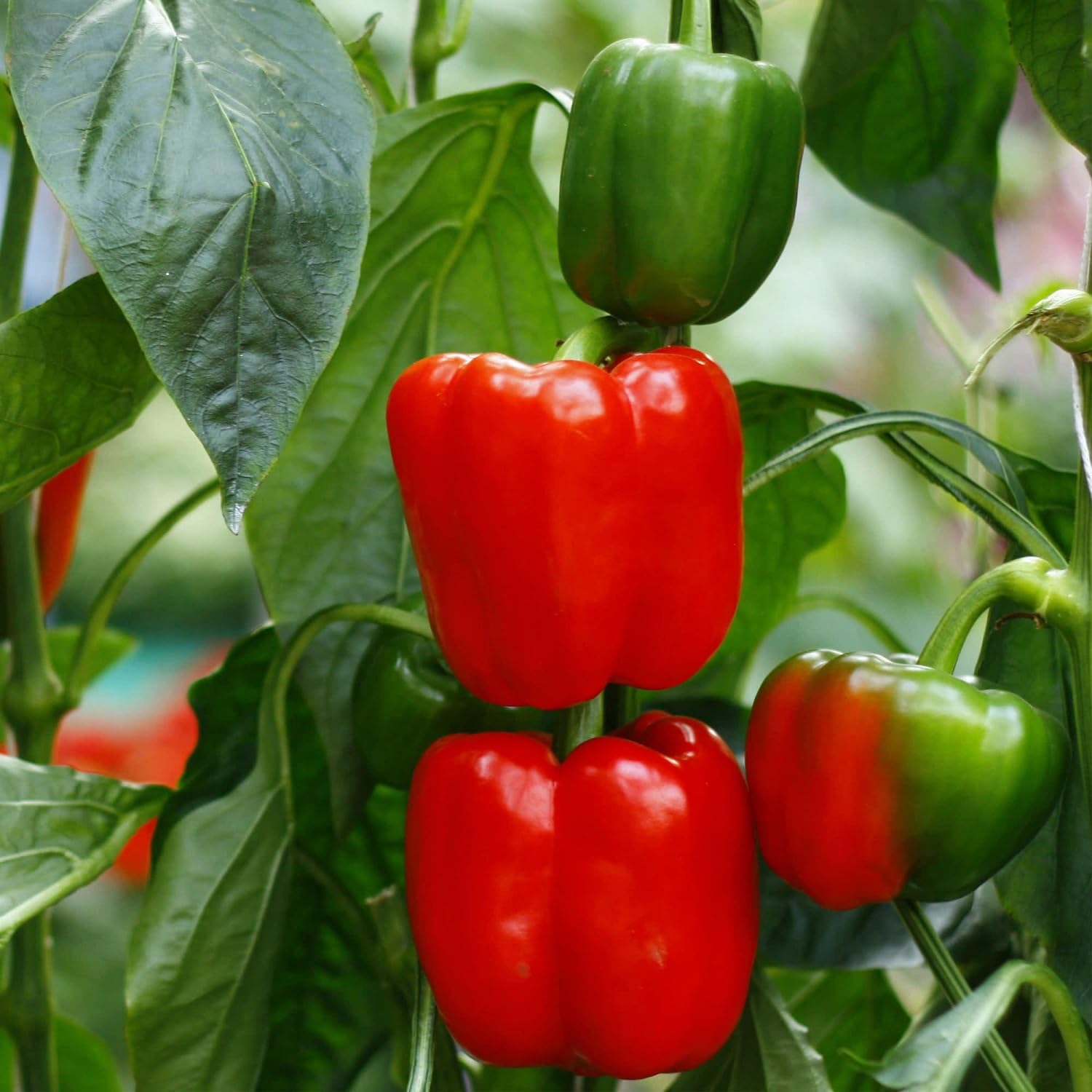 Red Pepper – Capsicum annuum seeds for vegetable beds