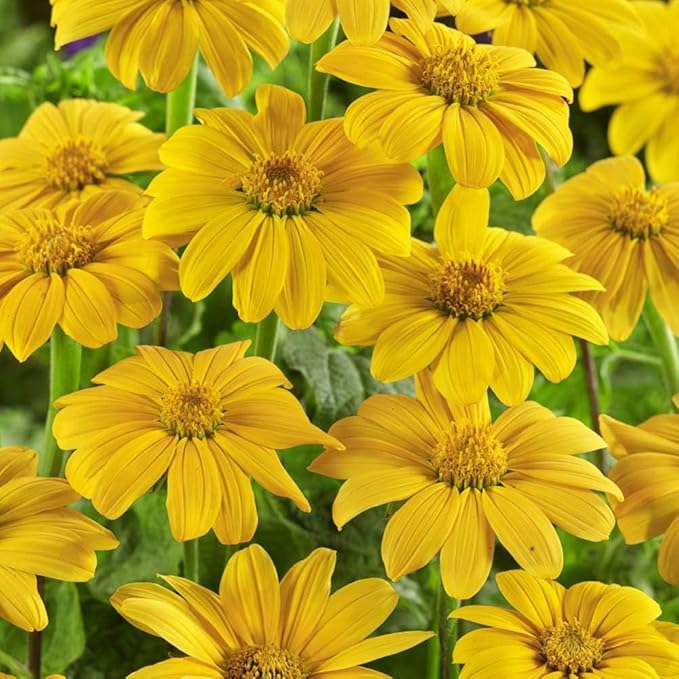 Mexican Sunflower Seeds Yellow Torch