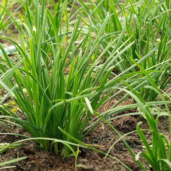 Garlic Chive Allium tuberosum Seeds for Planting in Herb Garden & Urban Garden