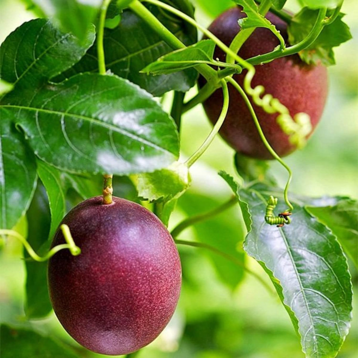 Passion Fruit Seeds Passiflora edulis for Planting in Urban Garden