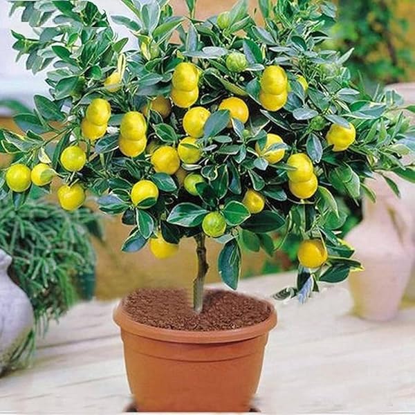 Rainbow Lemon Tree Seeds for Bonsai and Home Gardens