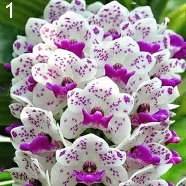 White Violet Cymbidium Flower Seeds for Planting, 100
