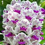 White Violet Cymbidium Flower Seeds for Planting, 100 seeds for planting in home garden