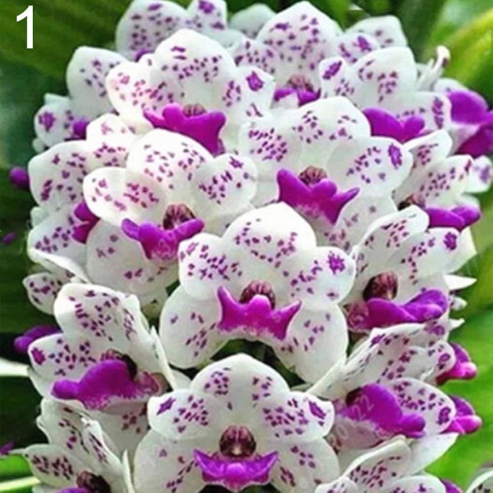 White Violet Cymbidium Flower Seeds for Planting, 100 seeds for planting in home garden