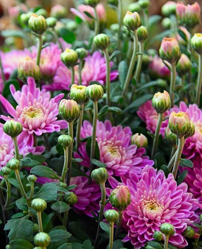 Chrysanthemum Morifolium Violet Flower Seeds for Planting in backyard gardening and decorative pots