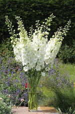 Delphinium Delphinium spp. Seeds for planting in flower bed