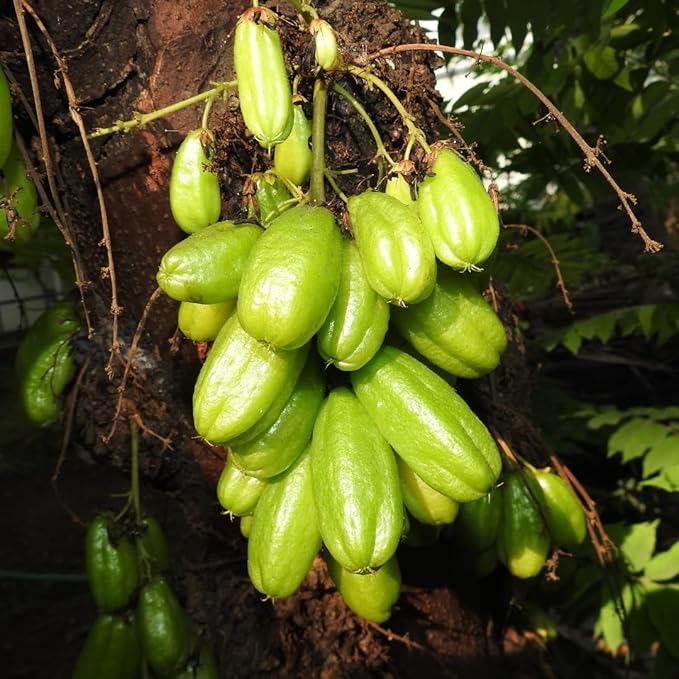 Bilimbi Fruit Seeds (Averrhoa bilimbi)