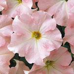 Pelleted Appleblossom Dreams Petunia Seeds