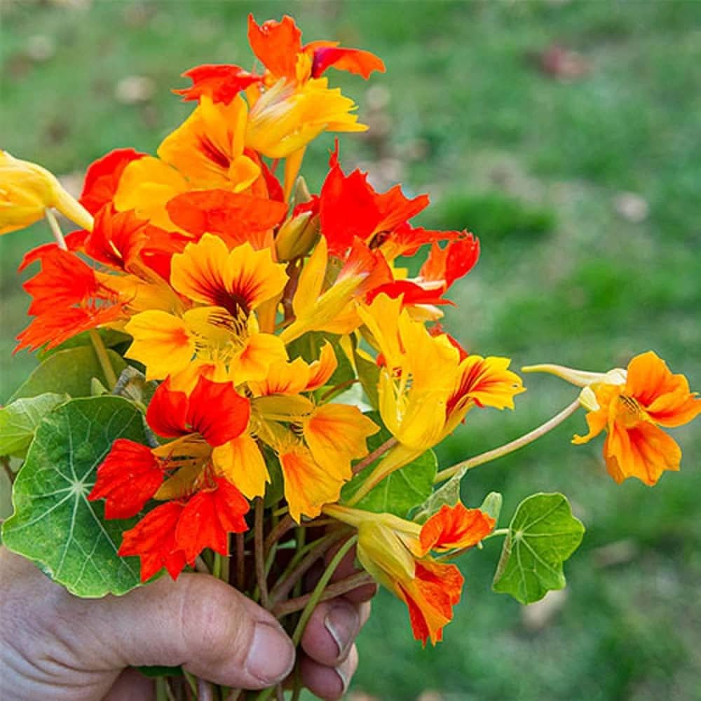 Rainbow Scented Climbing Nasturtium Colorful  Flowering Seeds For Planting