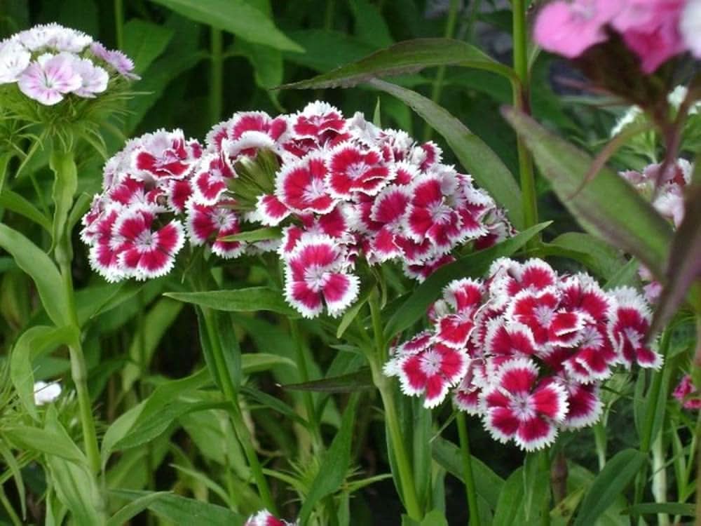 Sweet William Flower Seeds, Blooms in Months Flowering Seeds For Planting