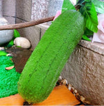 Pure meat loofah plant grown from seeds with long, smooth gourds ideal for culinary or sponge use