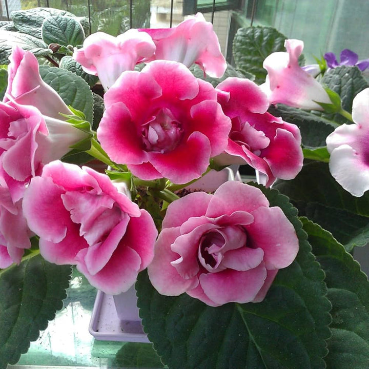 Pink White Saintpaulia Seeds for Planting – Organic Heirloom Non-GMO Flower Seeds