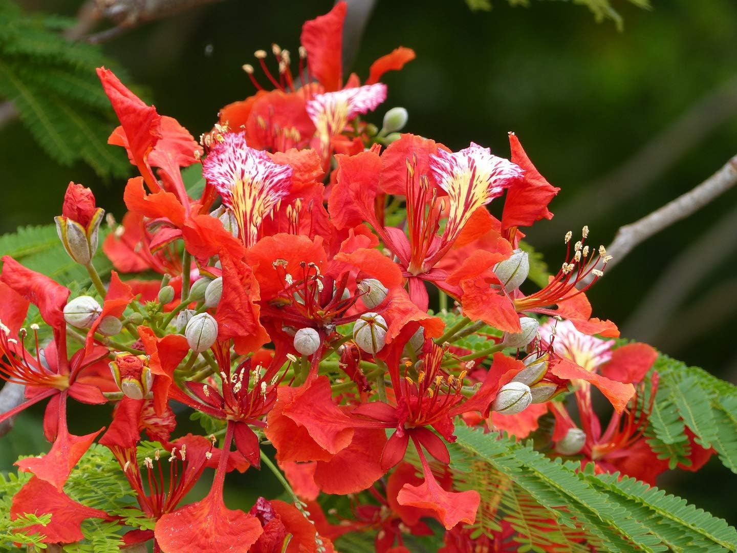 Royal Poinciana Flamboyant Flame Tree Seeds - Gulmohar Tree for Vibrant Gardens