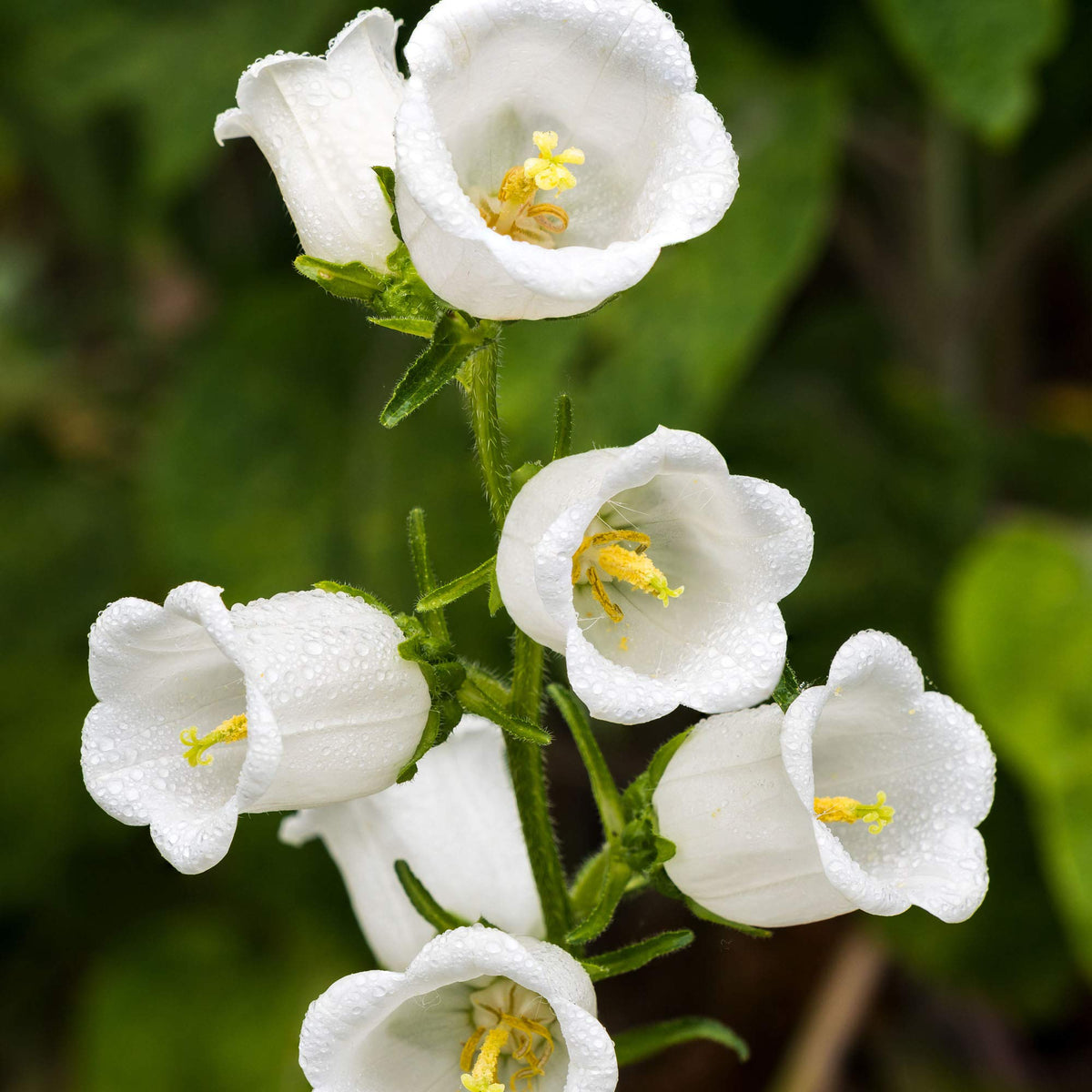 White Bellflower Campanula Pyramidalis Seeds for Planting Cottage Garden