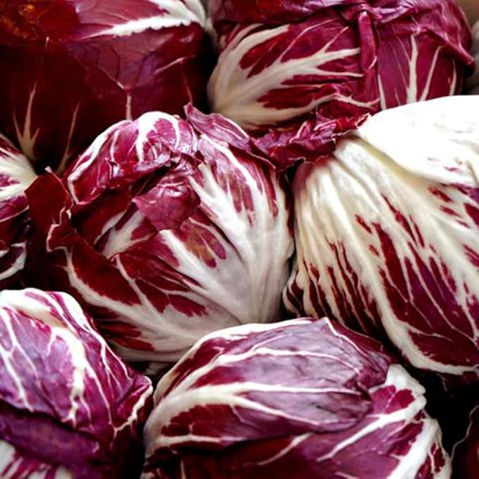 Radicchio Palla Rosa for planting