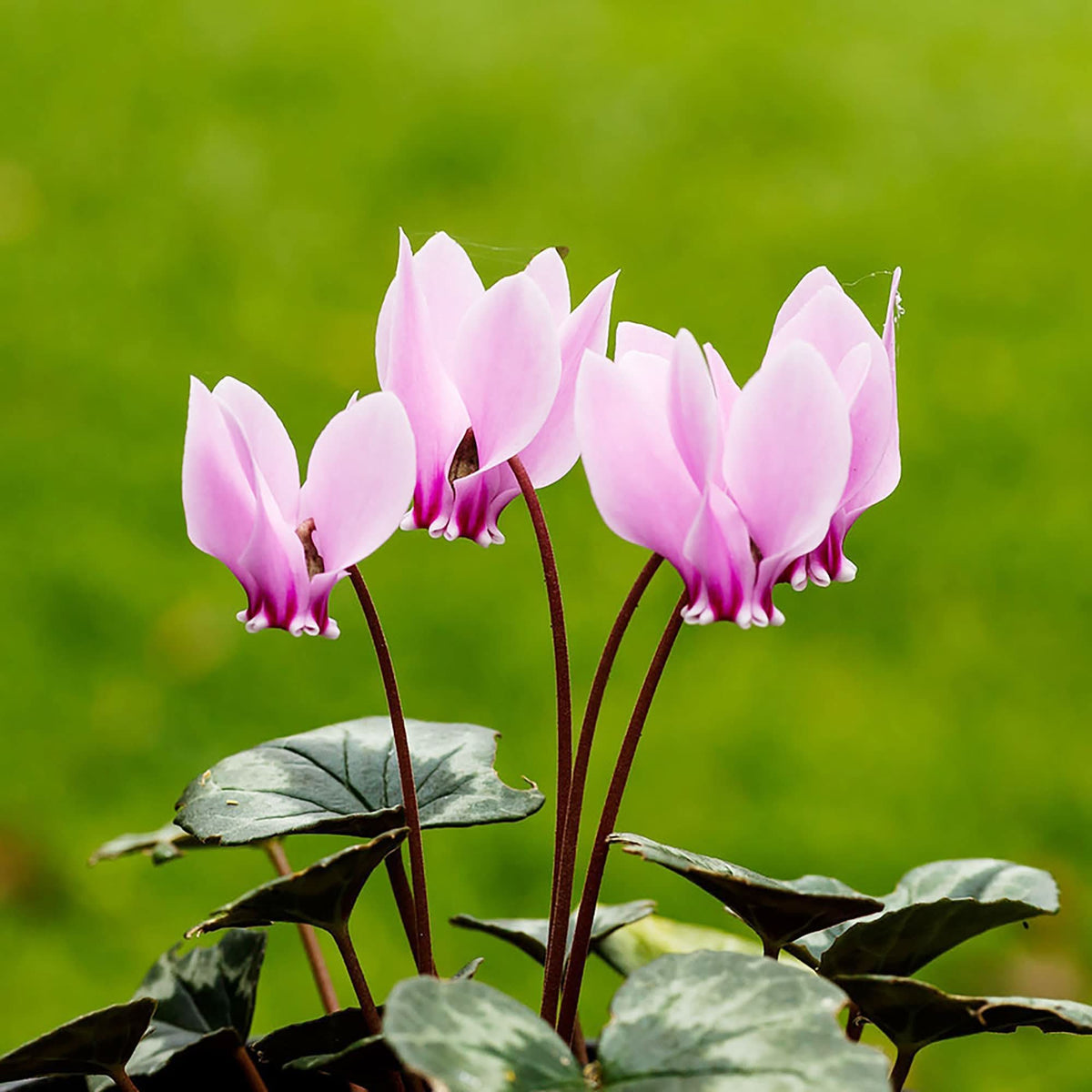 Cyclamen Shanghai Green Cyclamen Flowering Seeds For Planting