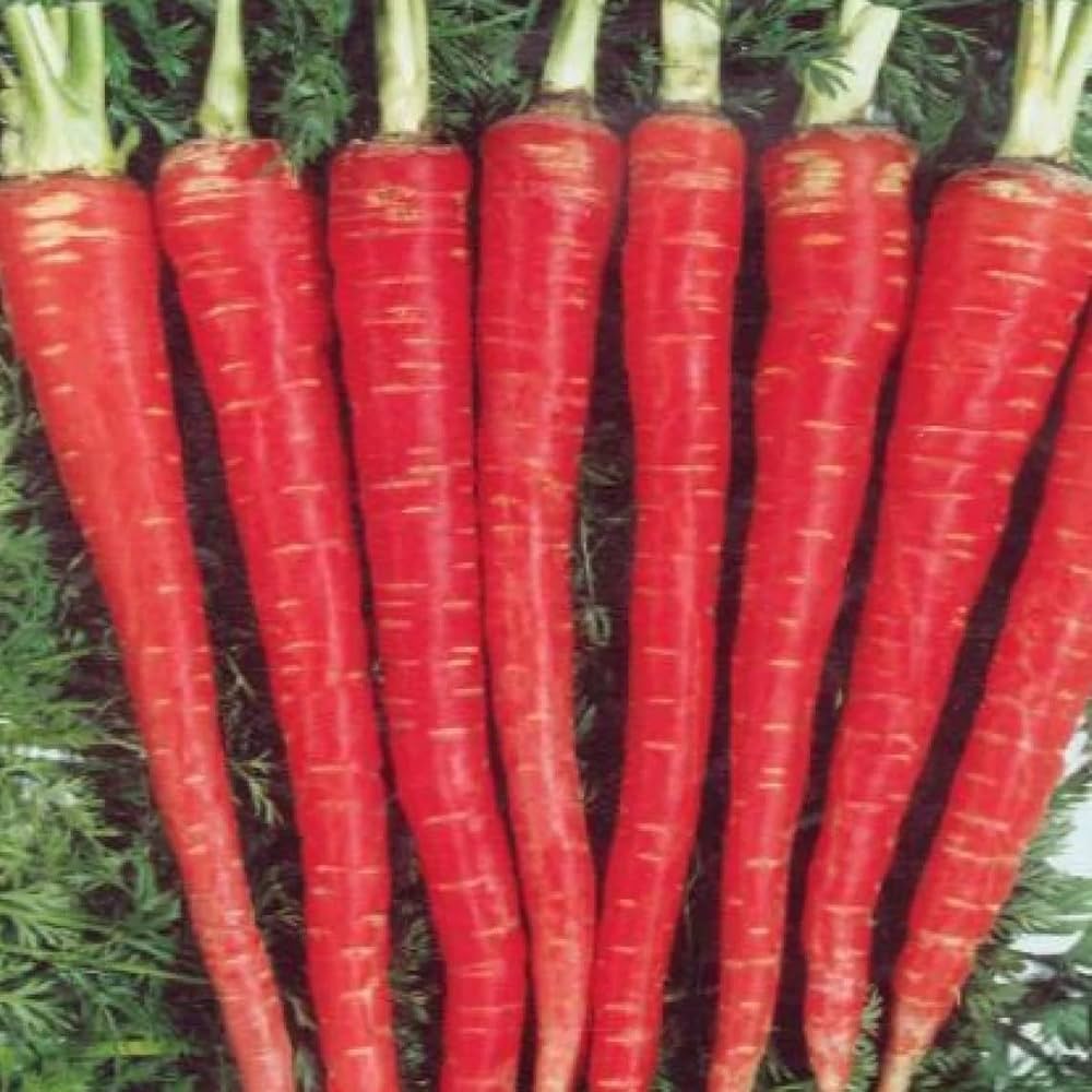 Carrot Daucus Carota Vegetable Seeds