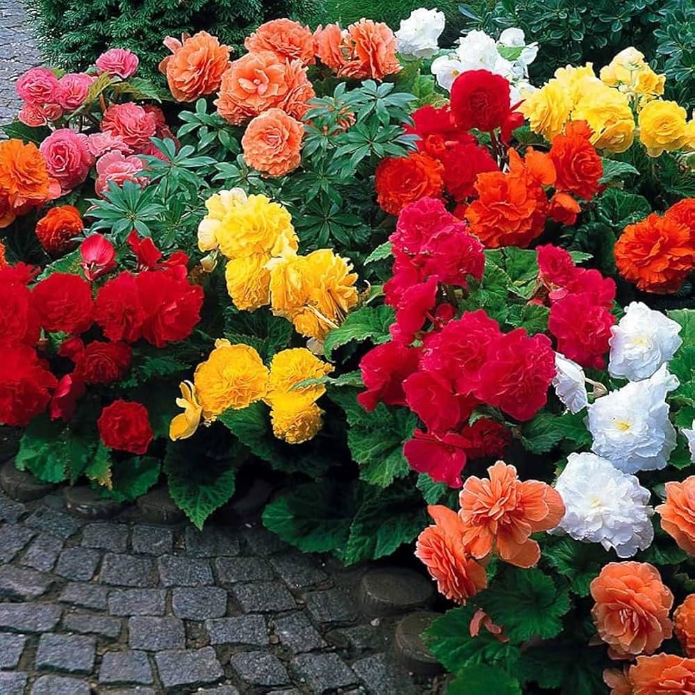 Double Begonia Begonia spp. Seeds for Planting - Perfect for Flower Bed & Indoor Garden